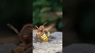 hornet vs wasp