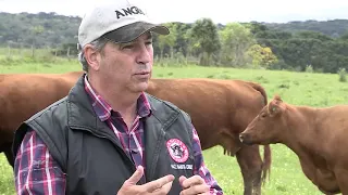 Conheça a Ultrablack Angus, uma nova raça de gado