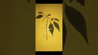 B.sc 2nd year herbarium file year useful video to making the herbarium......