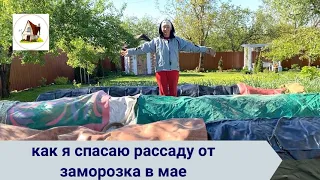 11. Как спасать от заморозка рассаду на продажу. 4 мая 2024.