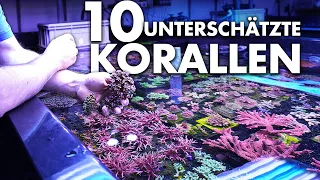 10 unterschätzte Korallen für dein MEERWASSERAQUARIUM - Fauna Marin