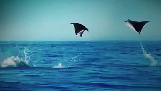 Hundreds of Manta Rays Leap into the Air