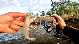 Dropped LIVE Shrimp Down To The Bottom Of This Tidal Creek For Whatever Bites!