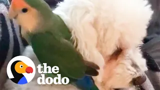 Lovebird Rides His Dog Sister Around The House | The Dodo Odd Couples