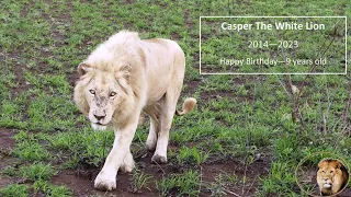 The Story Of Casper The White Lion (2014  - 2023......Happy Birthday)