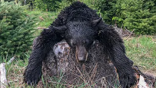 Oregon Spring Bear Hunt 2023