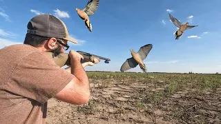 Spot and Stalk Dove Hunt Challenge!!! (Flushing Dove)