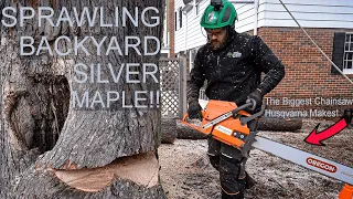 SPRAWLING BACKYARD SILVER MAPLE!!! Winter tree work with Hamm's Arborcare in Wisconsin!