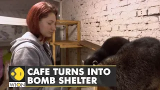 Ukrainians find shelter in a racoon cafe as Russian offensive mounts | World English News | WION