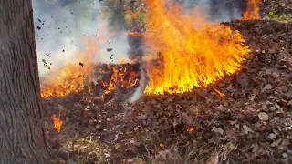 Burning leaves