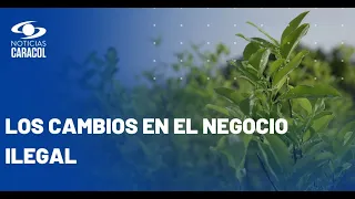 La ruta del narcotráfico: Colombia la cultiva y Ecuador es un acopio