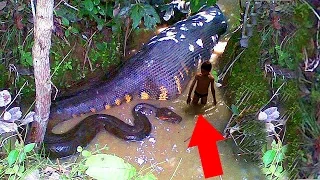 Die 10 tödlichsten Kreaturen im Amazonas!