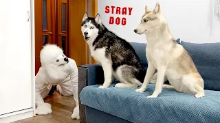 Dogs And Cats Pranked By Dog Mask! Funniest Husky Reaction