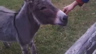 Super cute tiny donkey is happy to see us - Braying donkey