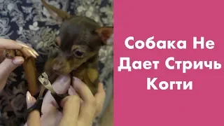 Собака не Дает Стричь Когти!