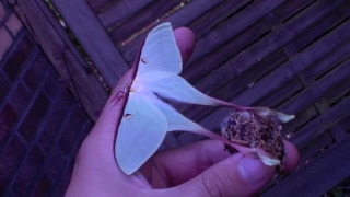 Spectaculair moth! Chinese moon moth (Actias dubernardi)