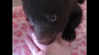 Cute Baby Bear Purring!