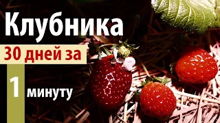 Таймлапс созревание Клубники 30 дней за 1 минуту