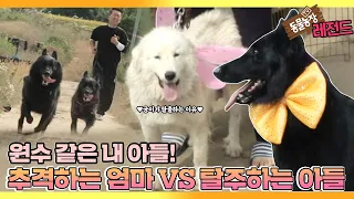[TV 동물농장 레전드] ‘미워할 수 없는 잘난 아들 궁이’ 풀버전 다시보기 I TV동물농장 (Animal Farm) | SBS Story