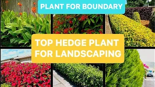 Hedge plant, Top hedge plant for landscaping,Hedge plant for garden, #hedgeplant, decorative plant