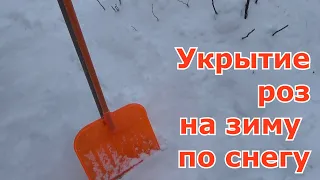 Укрывать или не укрывать розы на зиму? Укрытие роз по снегу на зиму Подмосковье Чем проще, тем лучше