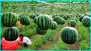 The Most Modern Agriculture Machines That Are At Another Level, How To Harvest Watermelons In Farm