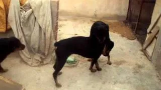 Rottweiler Attacked by Beagle Puppy rott gili