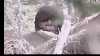 Discovering Bigfoot - The Legend of Sasquatch