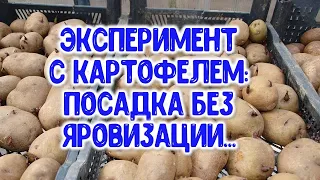 Эксперимент с картофелем: посадка картошки после яровизации и с погреба.