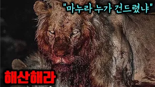 암사자 무리가 고전하던 100마리 하이에나들이 수사자 단 한마리가 오자..