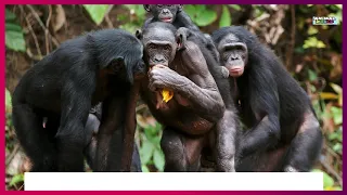 Bonobo vs Chimpanzee - Who Will win This Fight?