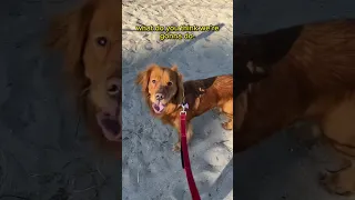 Taking my dog to her favorite place on Earth! #goldenretriever #dogdad #dogbeach