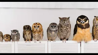 Japan's biggest owl cafe visit