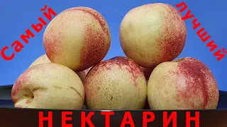 Самый лучший нектарин Калдези 2000 (Caldesi 2000)