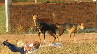 Rural Dogs German Shepherd And Belgian Malinoios Try to Sweet Meeting At The Field