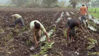 Veracruz Agropecuario - Cultivo de Malanga o Taro