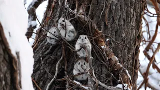 【4K】Siberian flying squirrel　エゾモモンガ