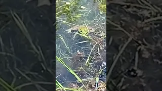 Frog VS Dragonflies