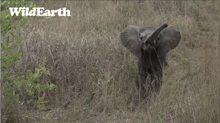 Teeny Tiny Elephant