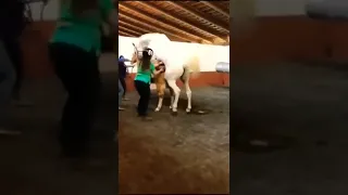 horse 🐎 having sex