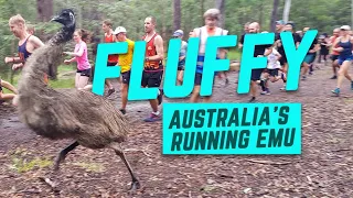 This wild emu loves making friends, taking selfies and running | The All-Season Co | #AllSznRunner