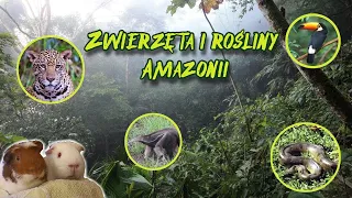 Zwierzęta i rośliny w Amazonii (geografia - lekcja dla klasy 8 online)