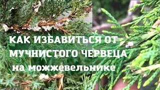 Мучнистый червец на можжевельнике исчезнет за 1-3 обработки