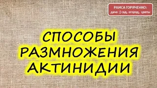 Способы размножения актинидии