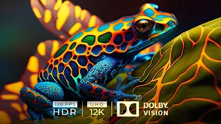 12K HDR 120fps Dolby Vision with Calming Sounds (Animal Kingdom)