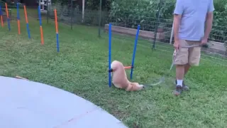 Puppy Does a Flop During Obstacle Course Training