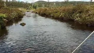 Fly Fishing Tasmania - Small Stream Brown Trout - Cradle Mountain