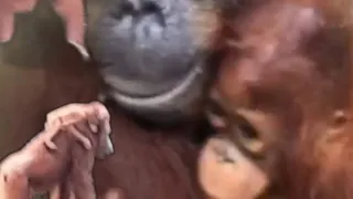 Cute Baby and Strong Mom Orangutan Released