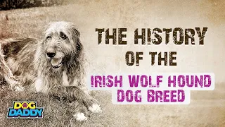 The History of the Irish Wolfhound Dog Breed