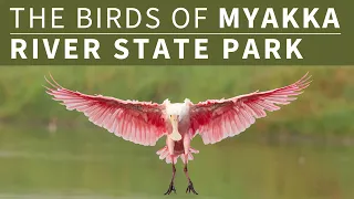 Birds of Myakka River State Park